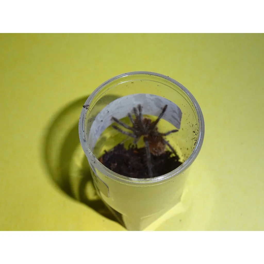 22456 tarantula substrate