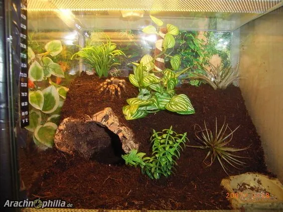 22459 arboreal tarantula enclosure