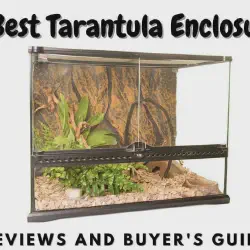 /img/22459-tarantula-enclosure-decor.webp