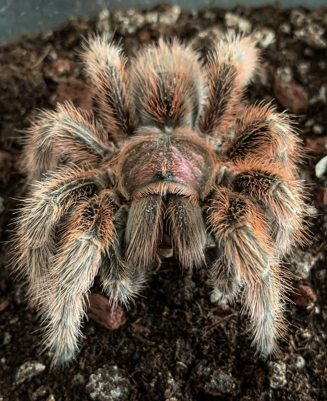 22461 desert rose tarantula habitat