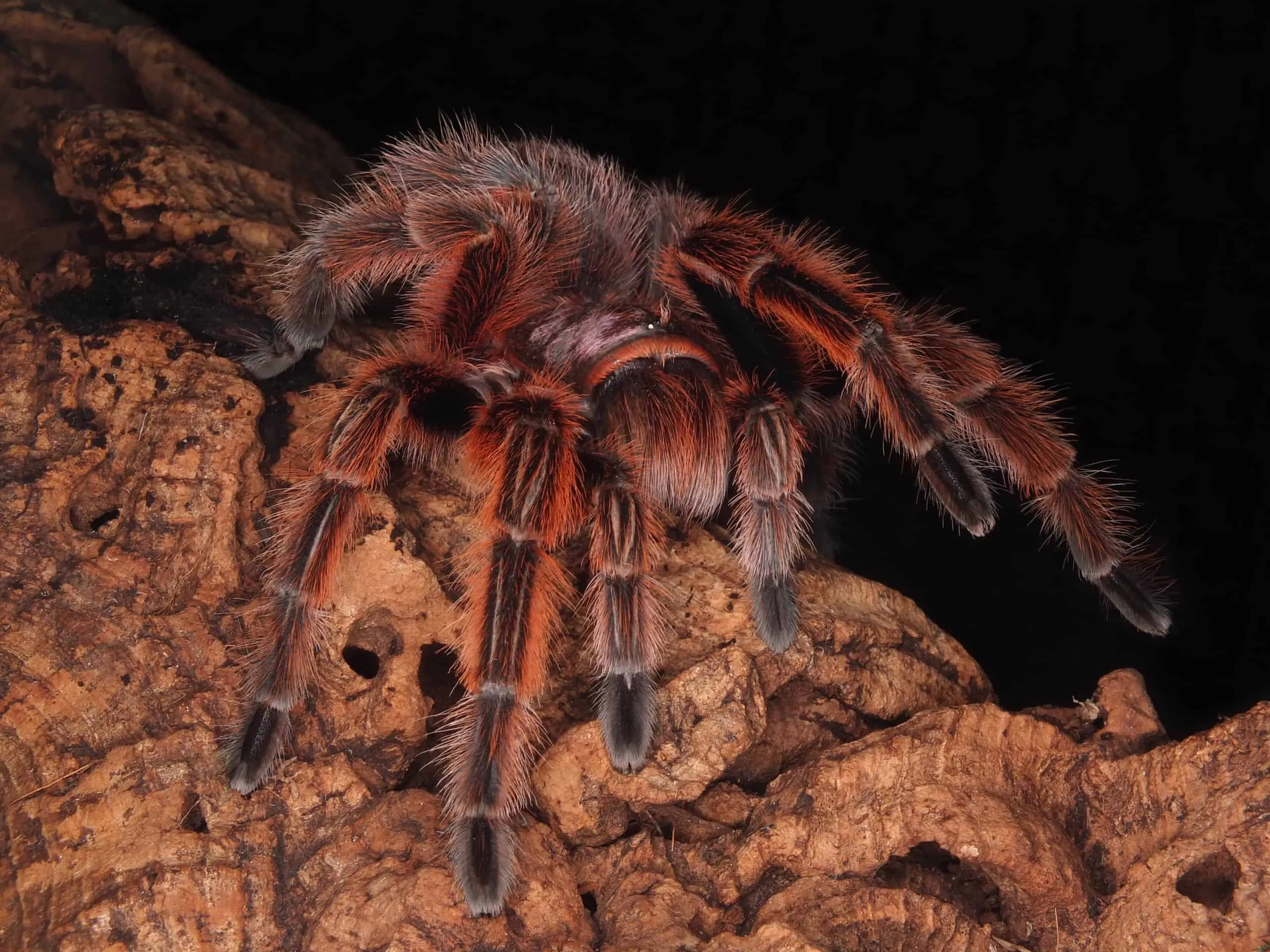 22461 desert rose tarantula handling
