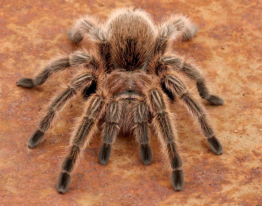 /img/22461-desert-rose-tarantula-health.webp