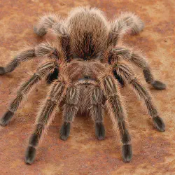 /img/22461-desert-rose-tarantula-health.webp