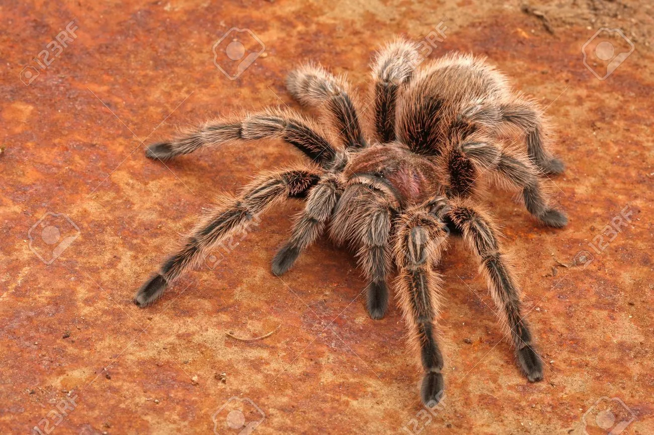 22461 desert rose tarantula molting