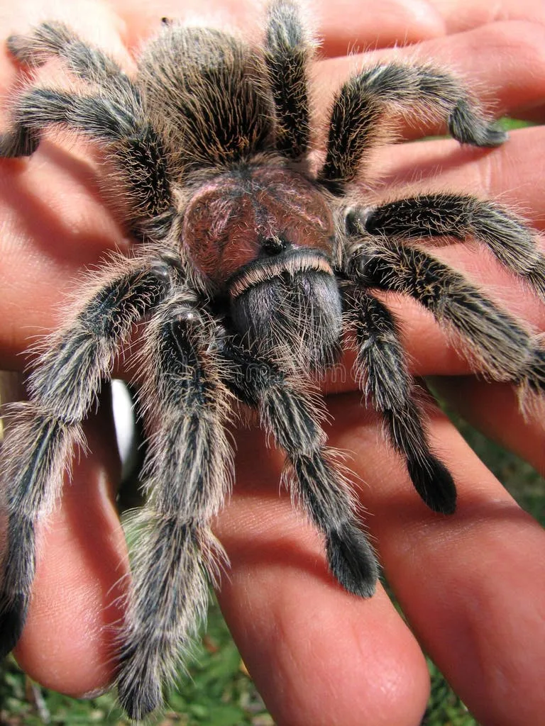 22461 desert rose tarantula substrate