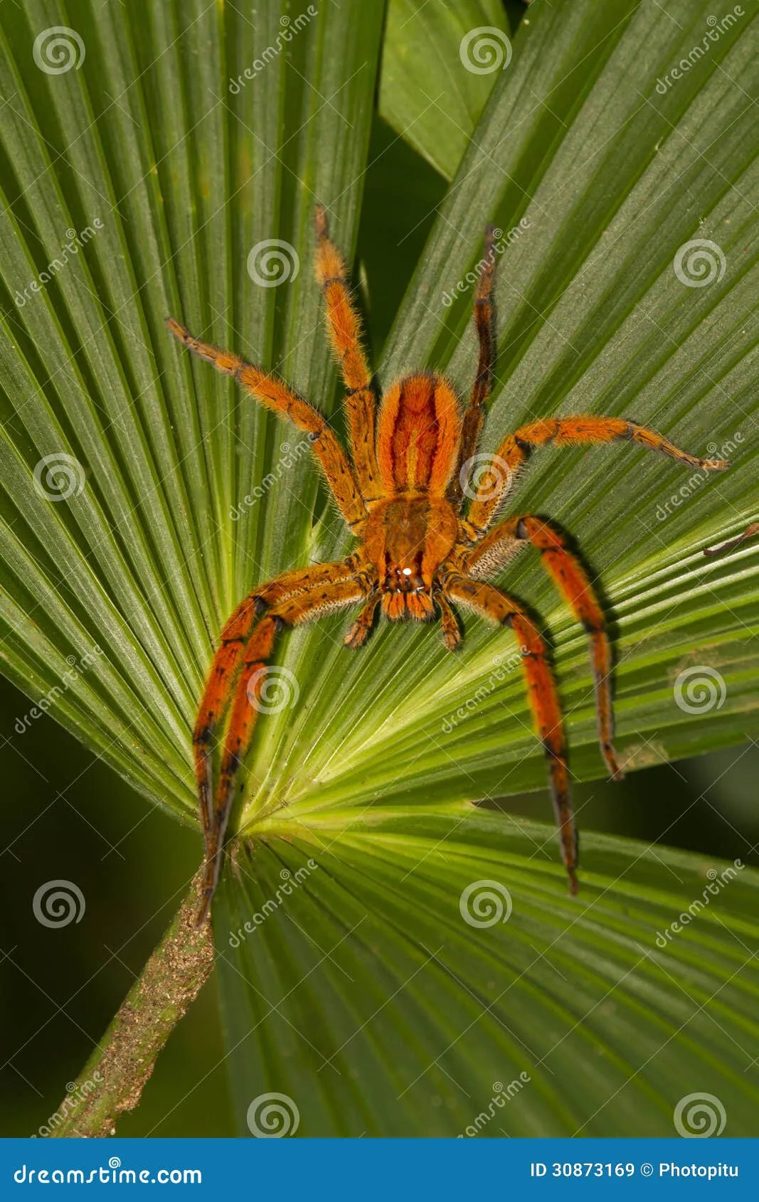 22462 costa rican tarantula species