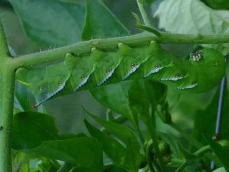 22463 chicken feeding schedule