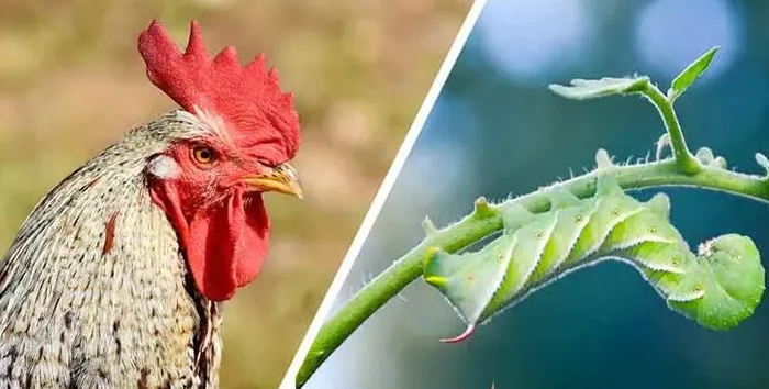 22463 hornworm nutritional value