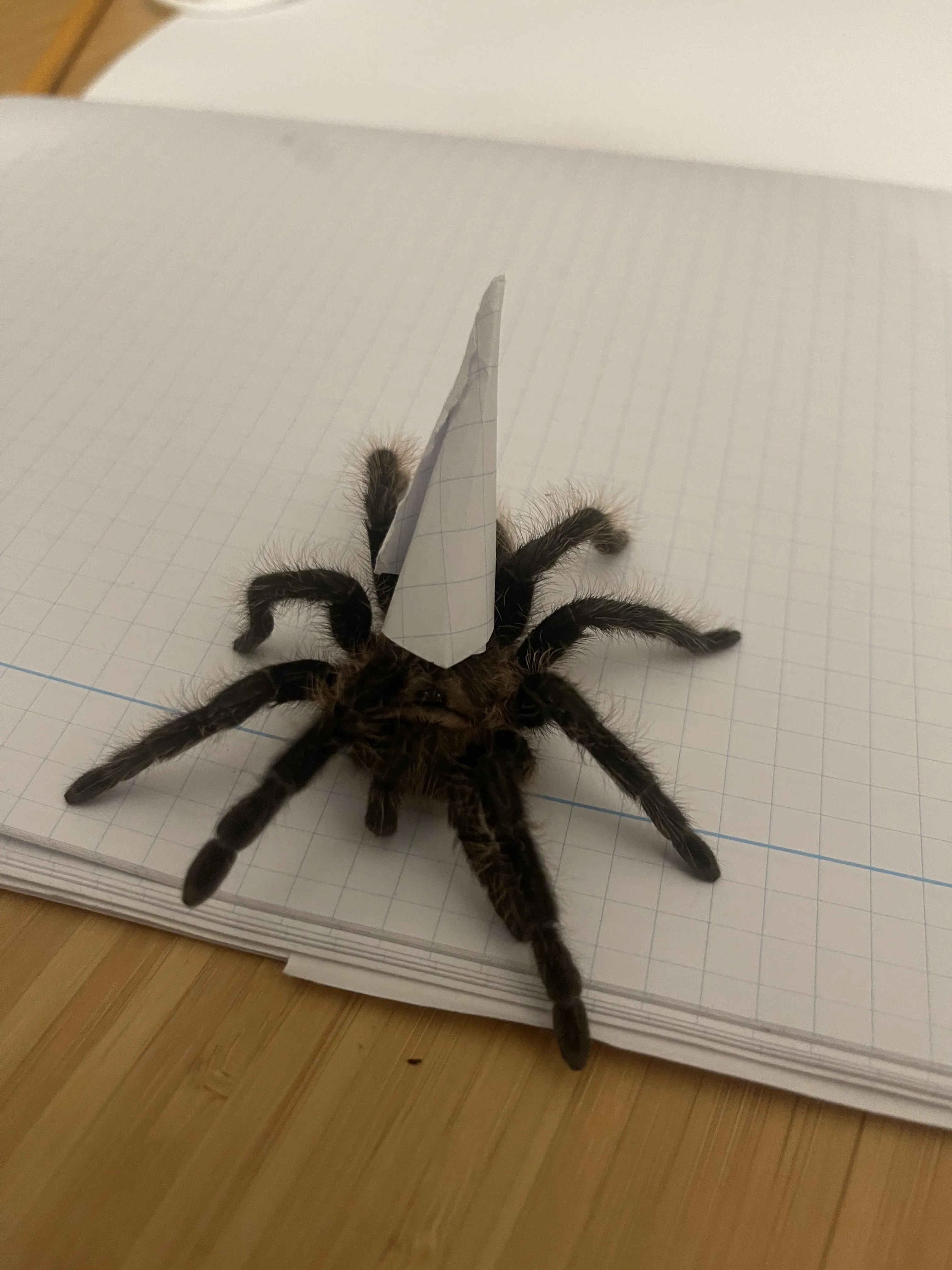 22464 acnh tarantula catching