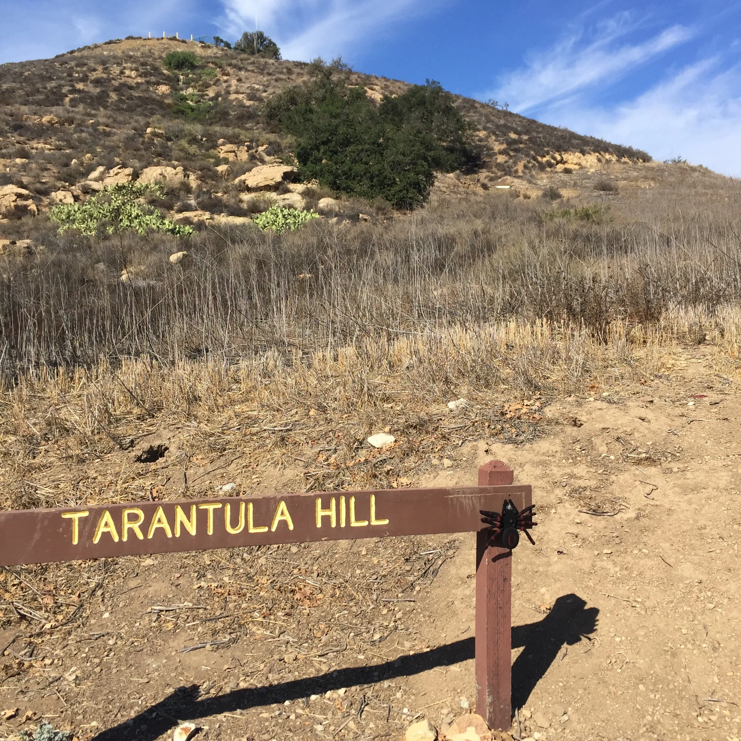 22465 nighttime tarantula