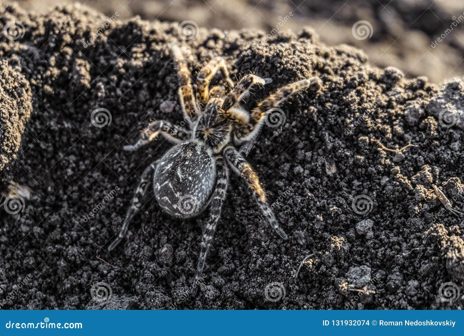 /img/22465-tarantula-trail.webp
