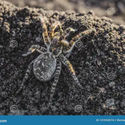 /img/22465-tarantula-trail.webp