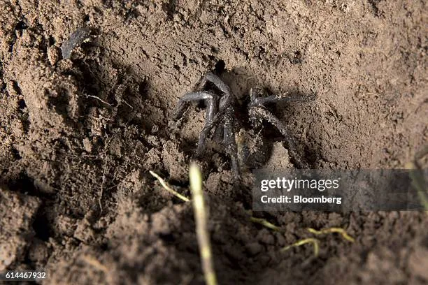 22466 burrowing tarantula burrow