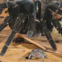 /img/22466-tarantula-digging-tools.webp