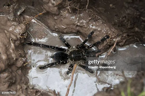 22466 tarantula digging