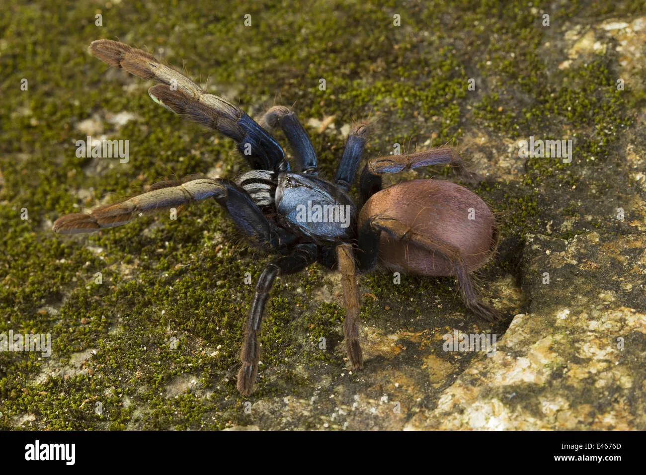 22466 tarantula molting