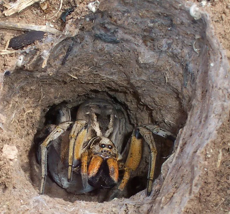 22466 tarantula species
