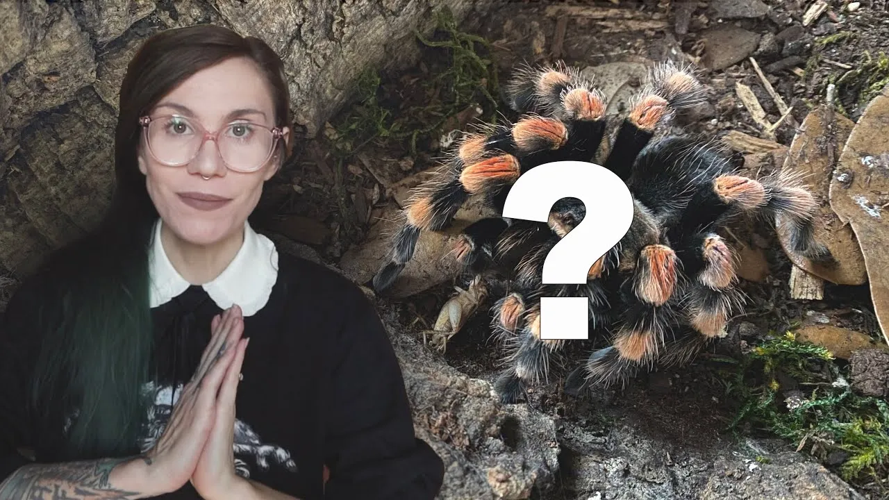 22467 chilean rose hair tarantula