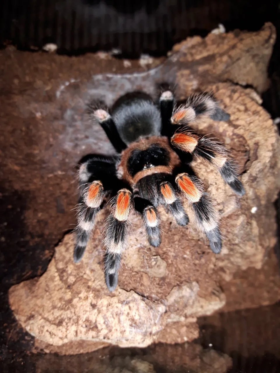 22467 desert blonde tarantula