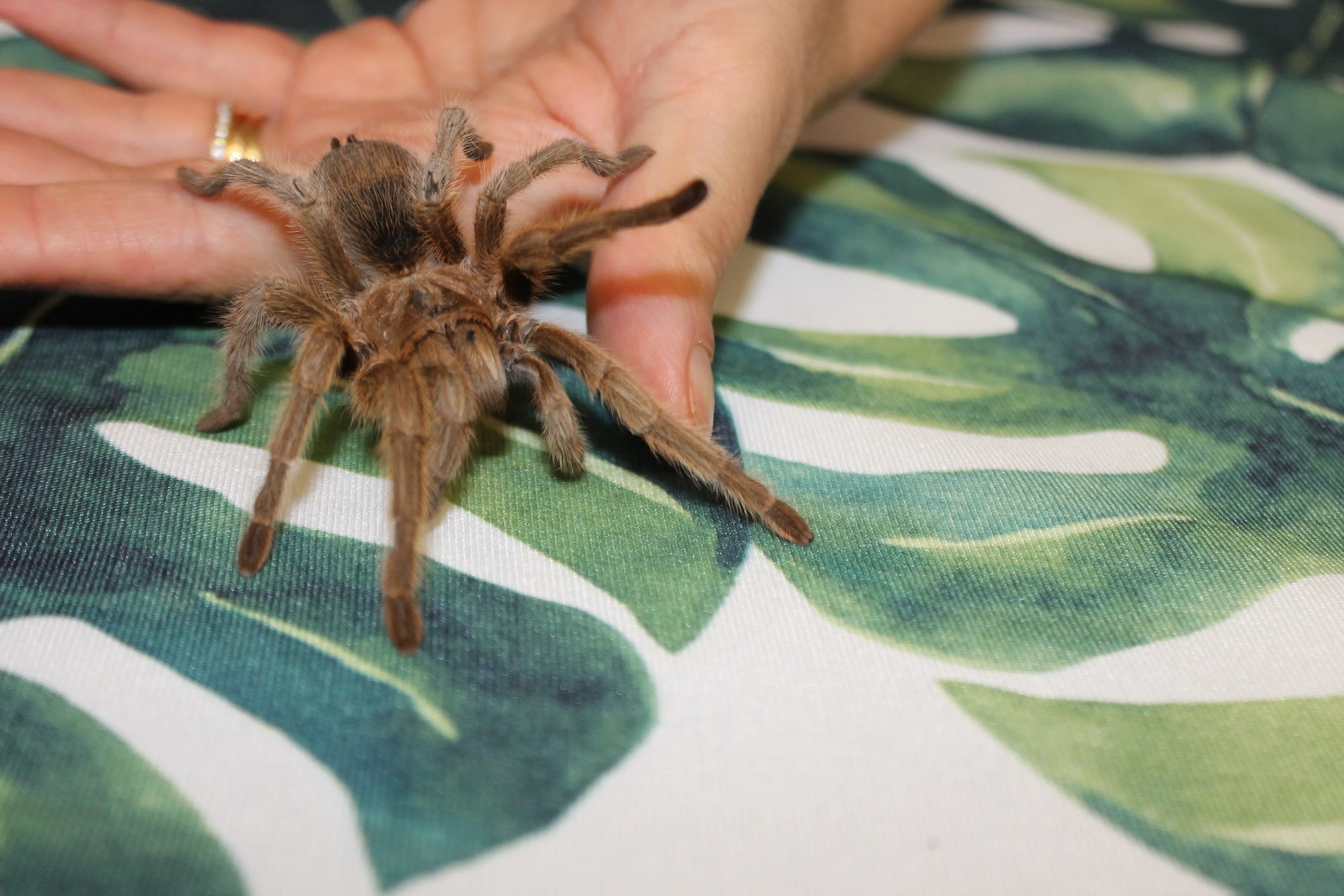 22467 mexican red knee tarantula