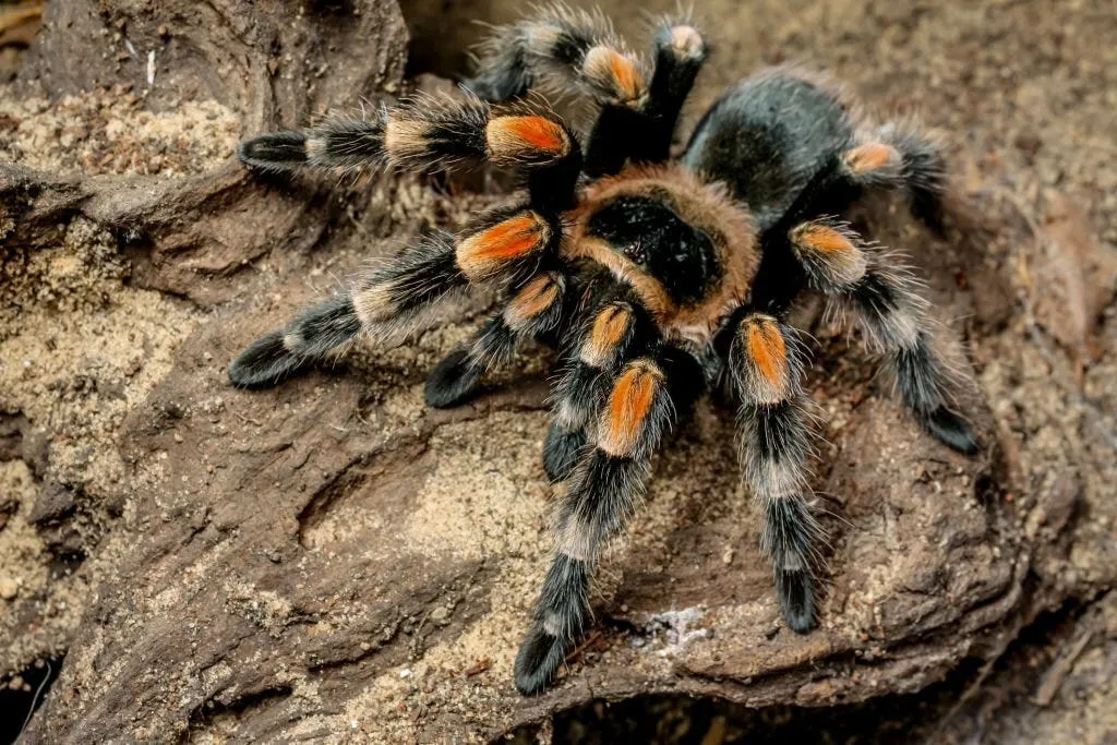 22467 pinktoe tarantula
