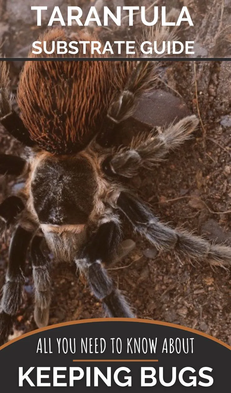 /img/22468-healthy-tarantula-in-enclosure.webp