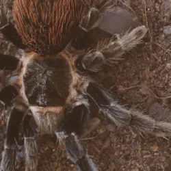 /img/22468-healthy-tarantula-in-enclosure.webp