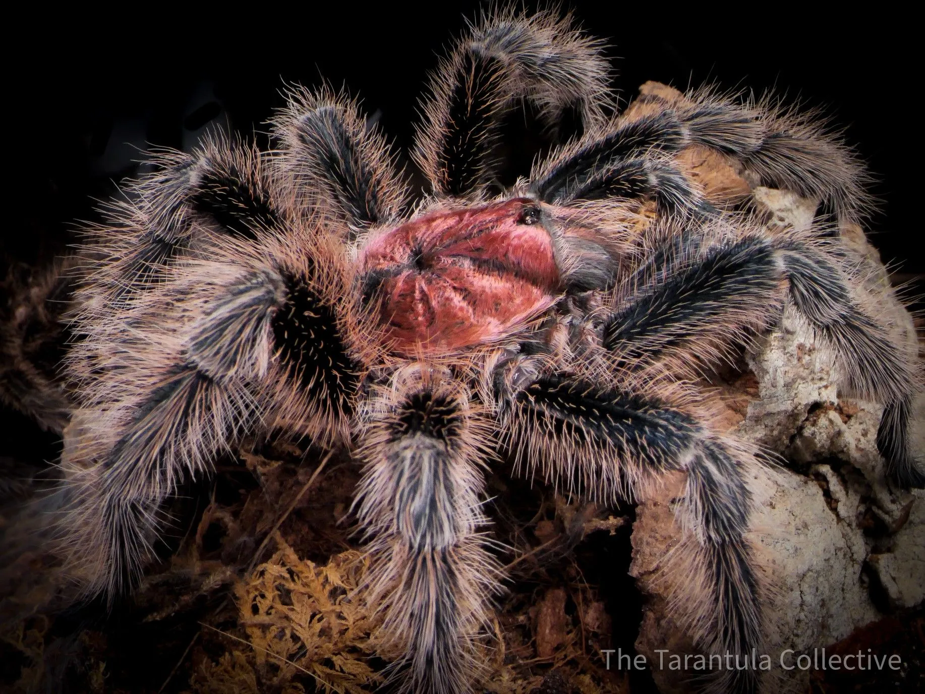 /img/22469-rose-hair-tarantula-handling.webp