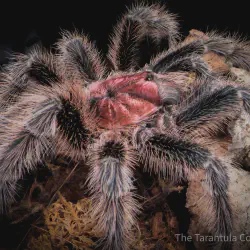 /img/22469-rose-hair-tarantula-handling.webp