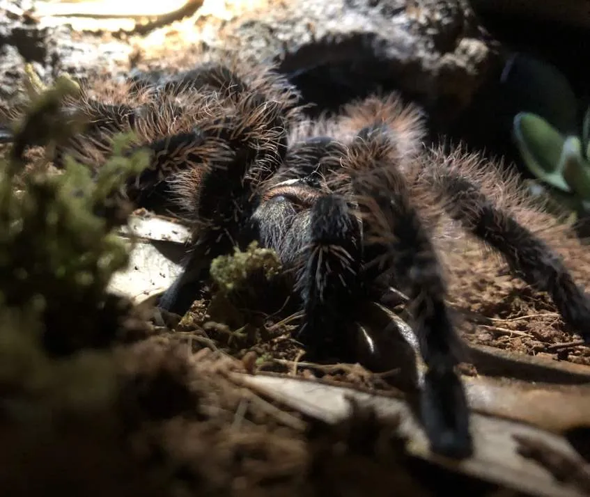 22470 merlin tarantula water