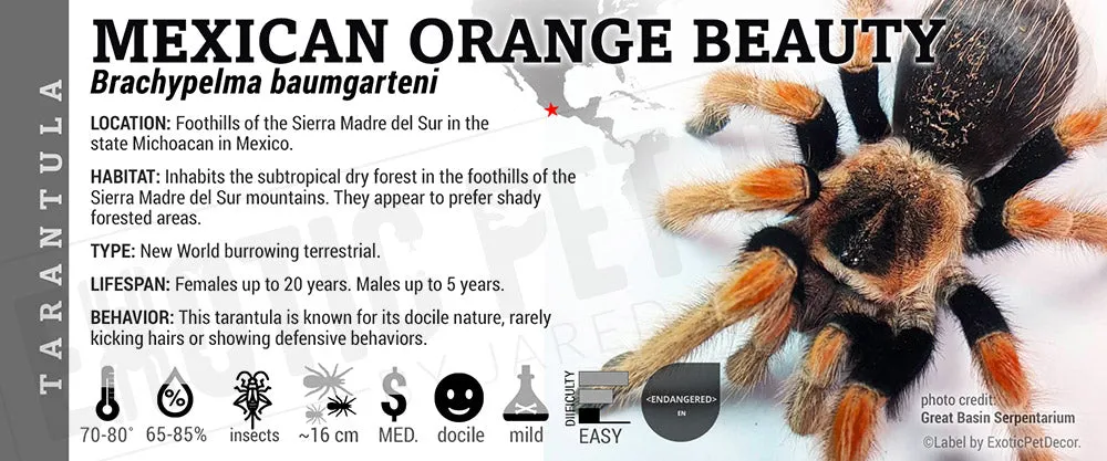 22471 mexican orange beauty tarantula enclosure