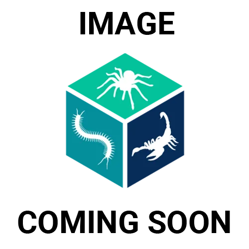 22471 mexican orange beauty tarantula feeding