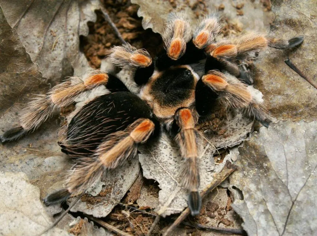 22471 mexican orange beauty tarantula handling