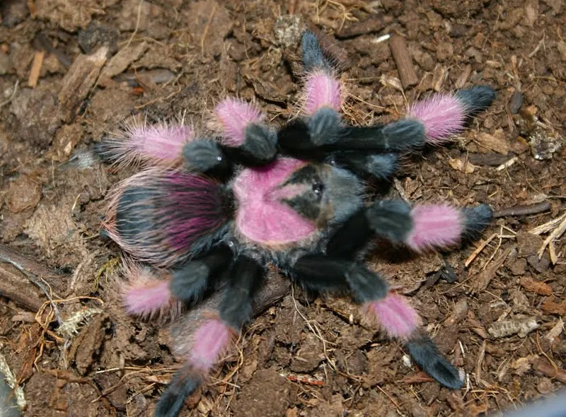 22471 mexican orange beauty tarantula moulting