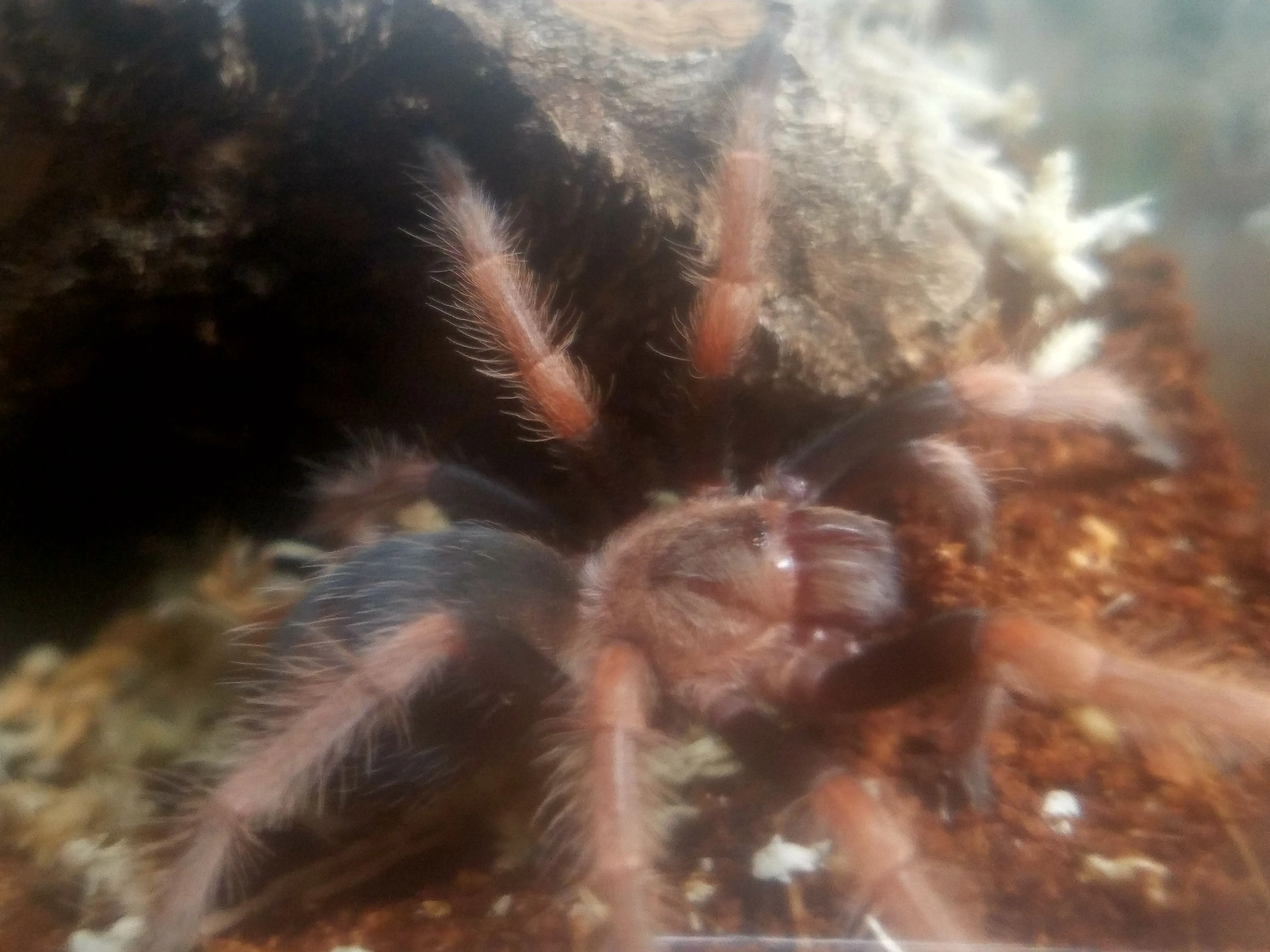 22471 mexican orange beauty tarantula overview