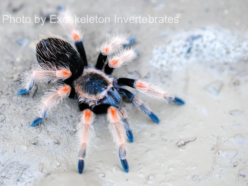 /img/22471-mexican-orange-beauty-tarantula-substrate.webp