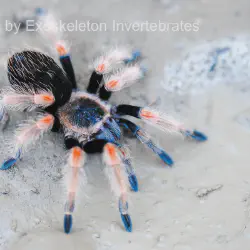 /img/22471-mexican-orange-beauty-tarantula-substrate.webp