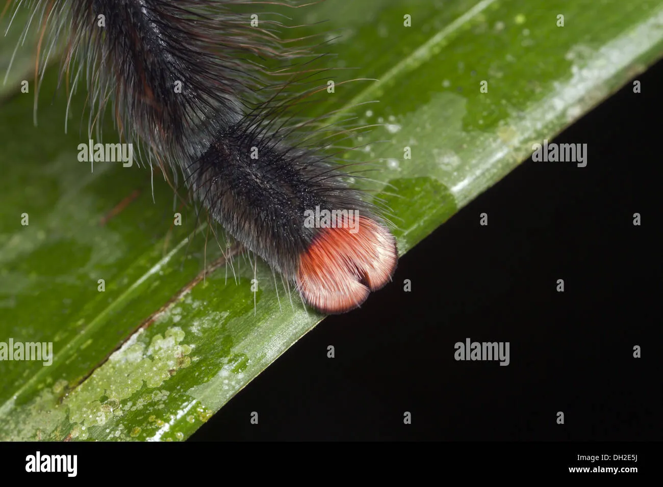 22473 pink toe tarantula enclosure