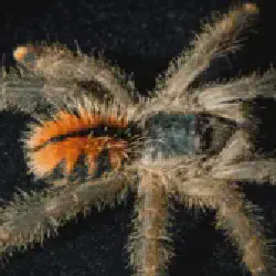 /img/22473-pink-toe-tarantula-spiderlings.webp