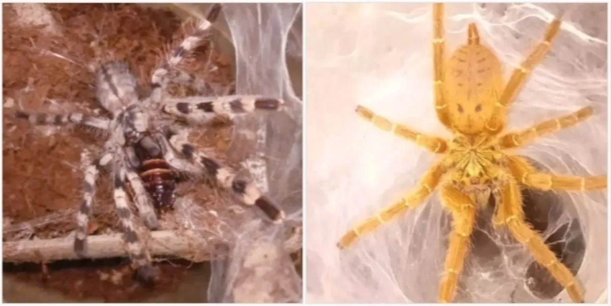 22474 tarantula personal growth