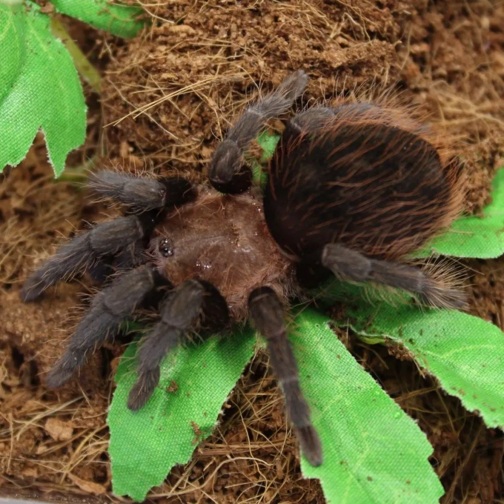 22475 red rump tarantula feeding