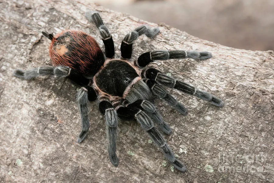 22475 red rump tarantula female
