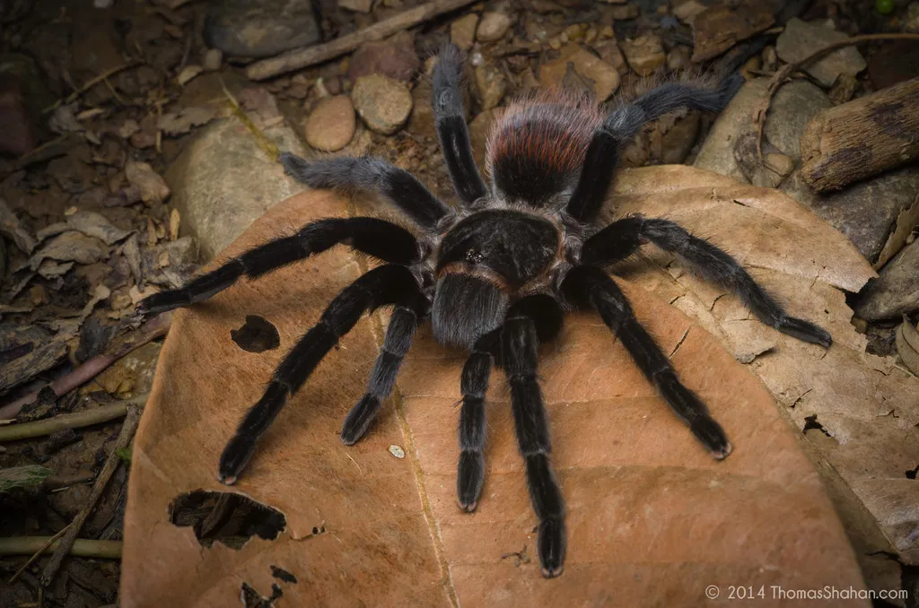 22475 red rump tarantula health