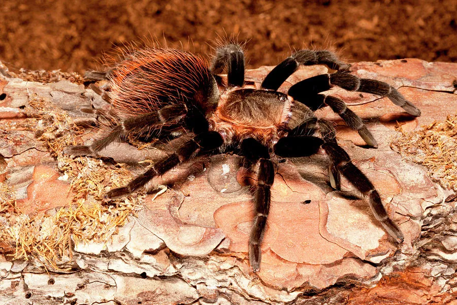 22475 red rump tarantula male
