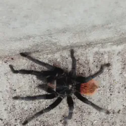 /img/22475-red-rump-tarantula-molting.webp