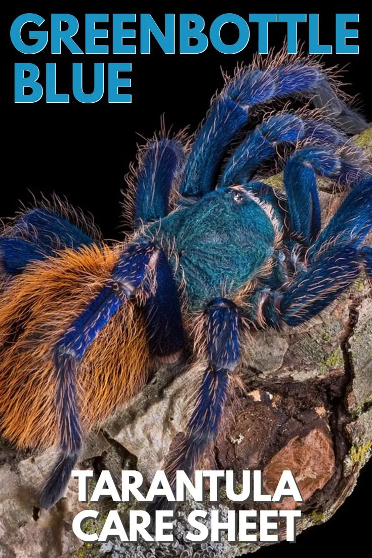 22476 green blue bottle tarantula overview
