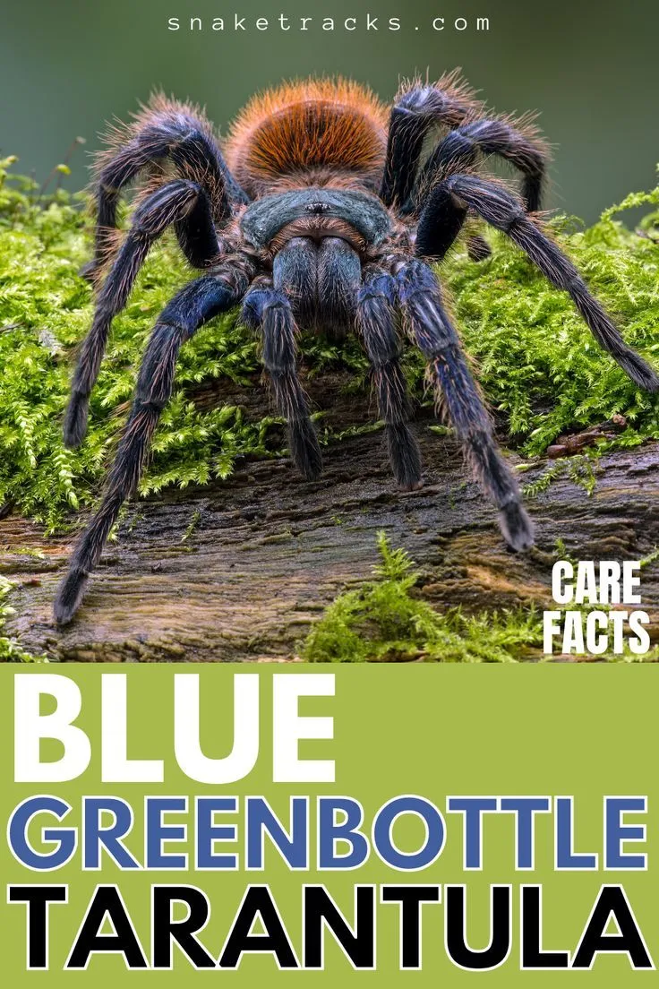 22476 tarantula enclosure setup