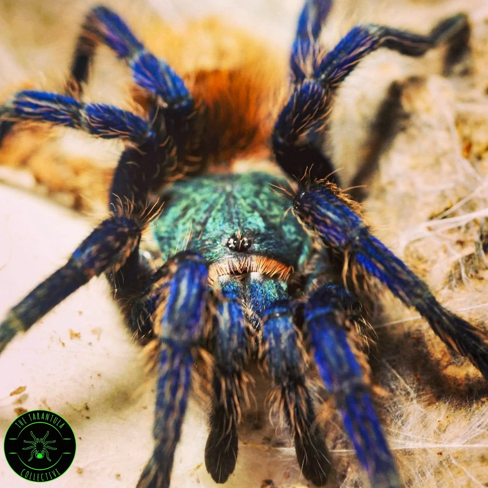 /img/22476-tarantula-molting-process.webp