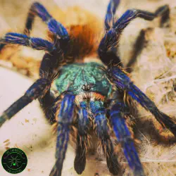 /img/22476-tarantula-molting-process.webp