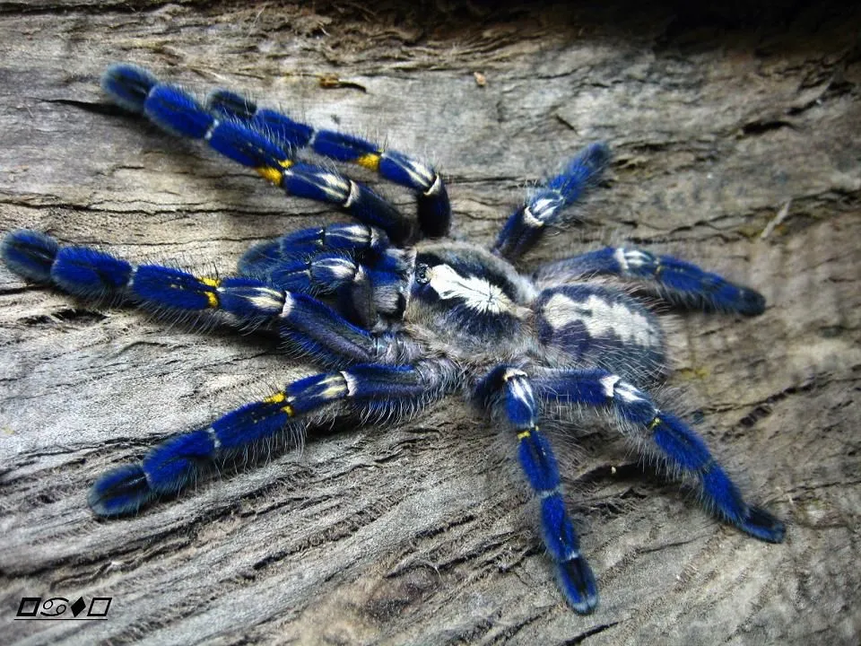 22476 tarantula water dish